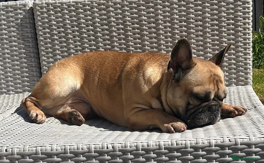 French Bulldog dogs for stud: Stud only  - Advert 5