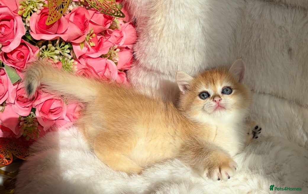 British Shorthair cats Beautiful Golden Chinchilla BSH NY12&NY11 Girl/Boy - Advert 9