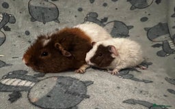 Guinea Pig rodents for sale: Guinea Pig pairs Teddy and Lunkarya  - Image 2