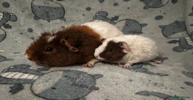 Guinea Pig rodents - Advert 1