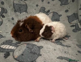 Guinea Pig rodents - Advert 10