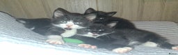 Mixed Breed cats for sale: Beautiful kittens for sale.  - Advert 7