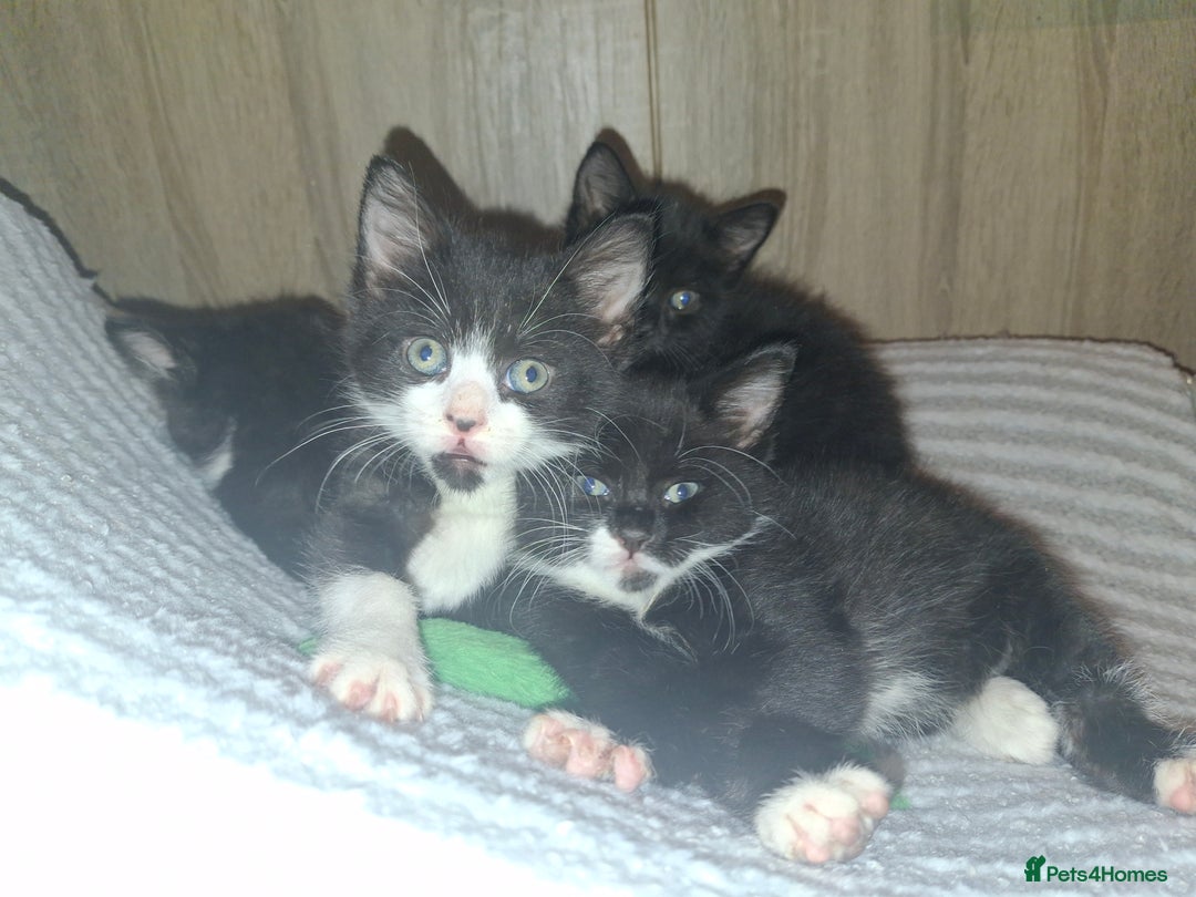 Mixed Breed cats for sale: Beautiful kittens for sale.  - Advert 7