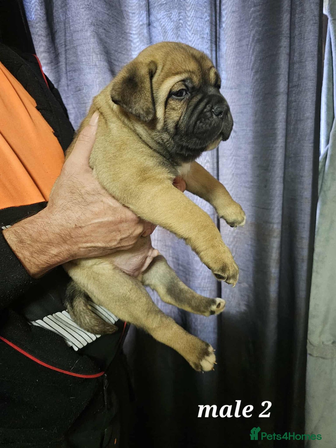 Mixed Breed dogs for sale: American bulldog x Staffordshire terrier puppies  - Image 2