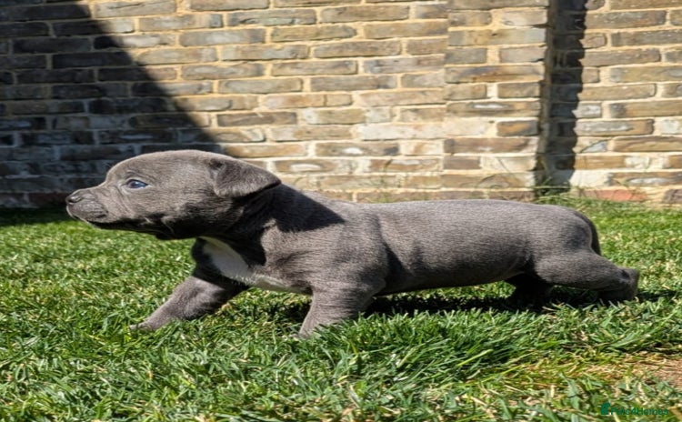 Staffordshire Bull Terrier dogs - Advert 7