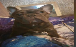 Mixed Breed dogs for sale: Frocker puppies for sale- ready to leave  - Image 6