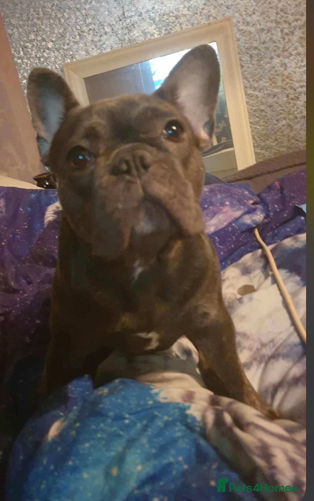 Mixed Breed dogs for sale: Frocker puppies for sale- ready to leave  - Image 6