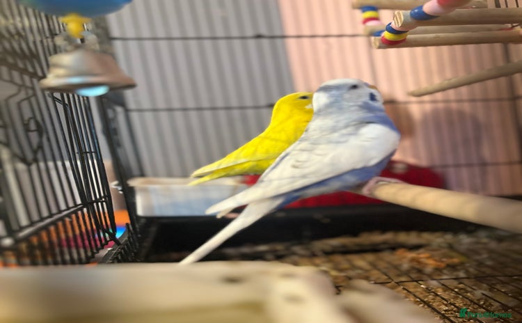 Budgerigars birds - Advert 5