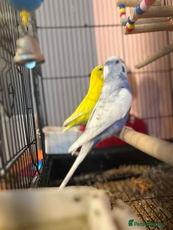 Budgerigars birds - Advert 6