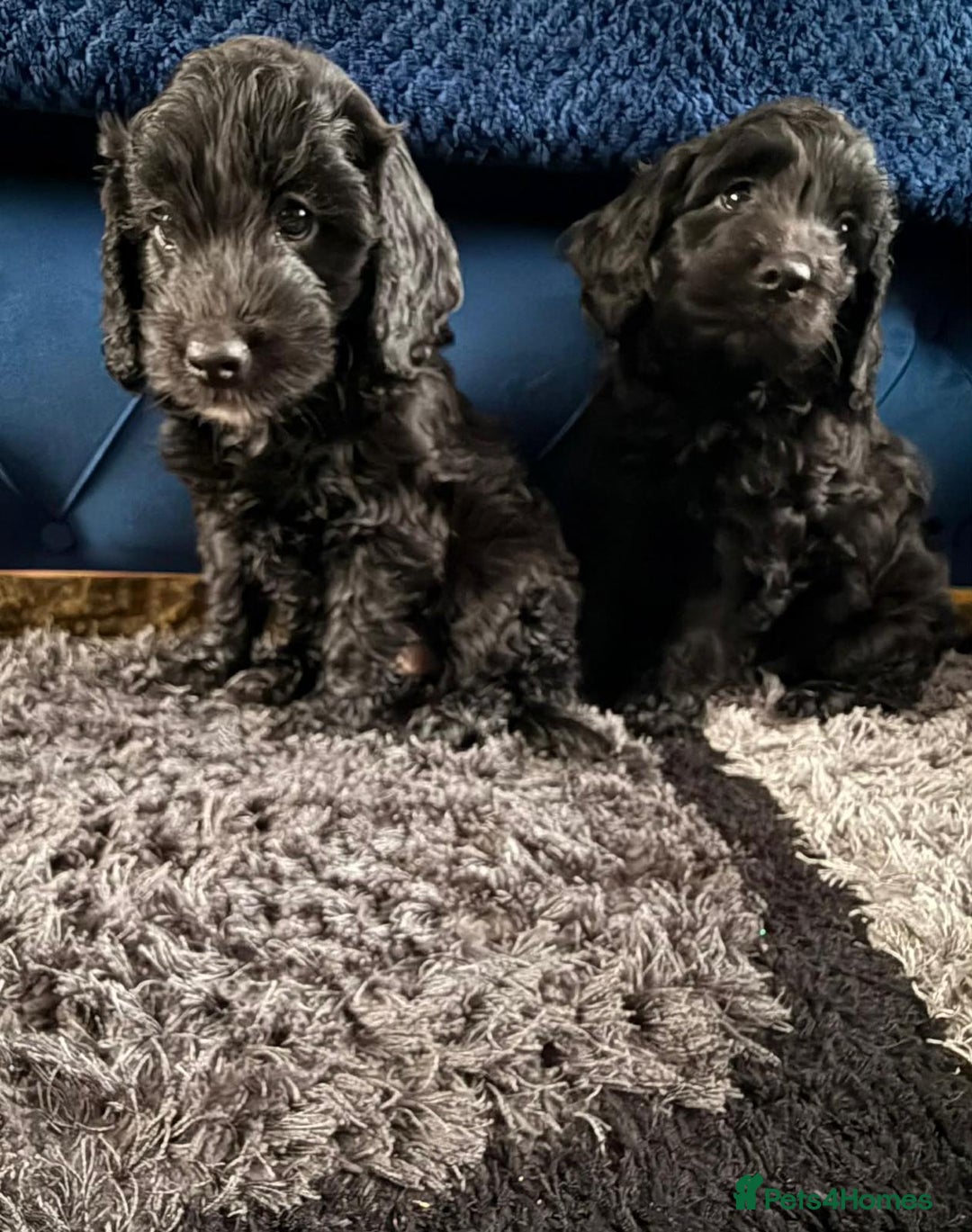 Cockapoo dogs for sale: Beautiful sister and brother available  - Advert 5