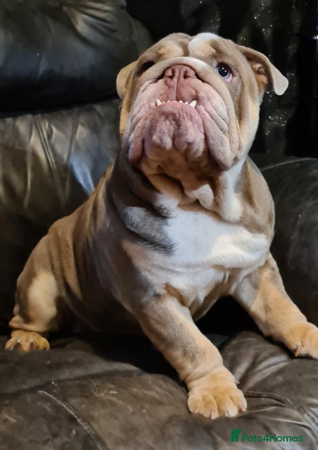 English Bulldog dogs for stud: Dog for stud in Dagenham - Advert 19