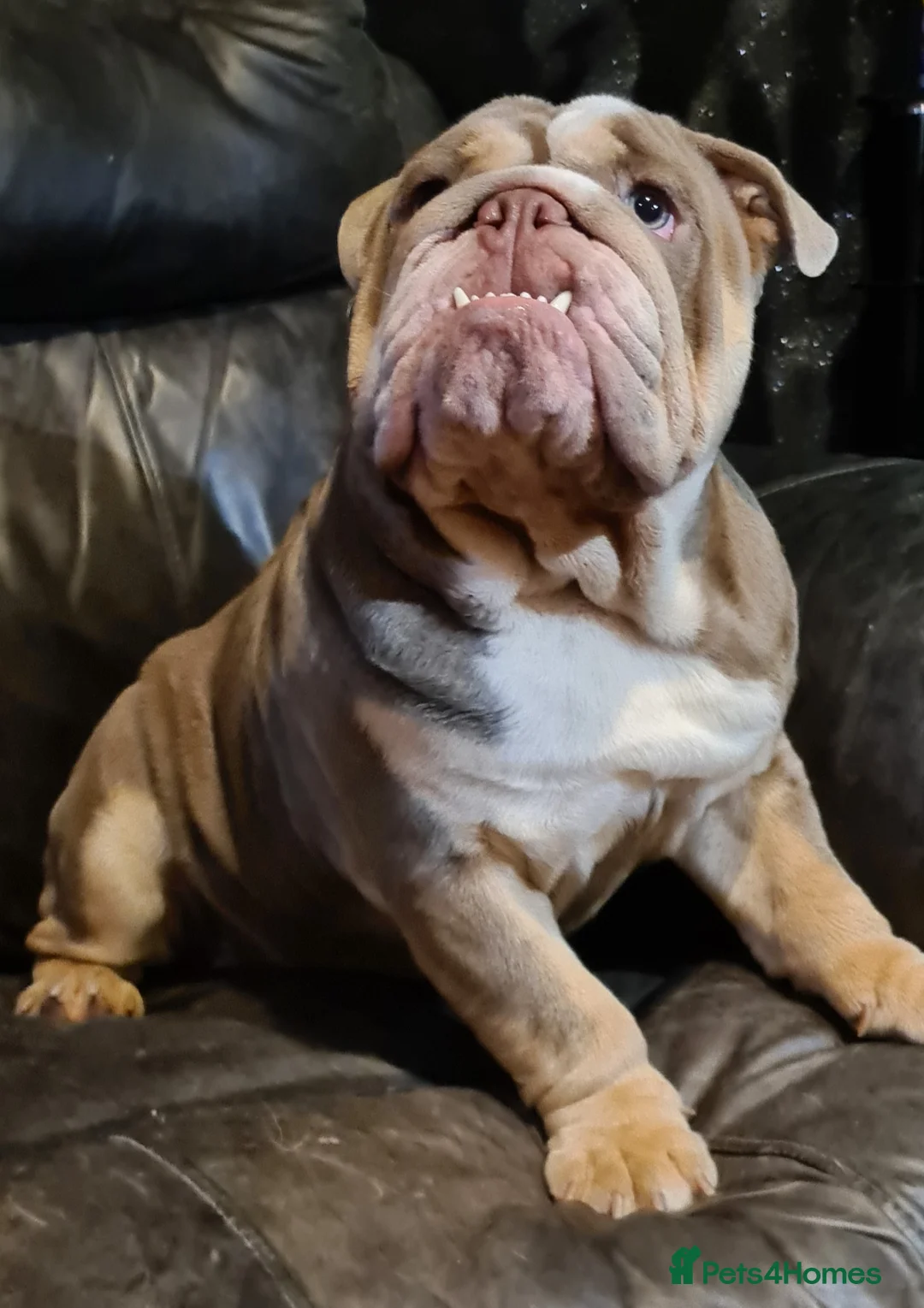 English Bulldog dogs for stud: Dog for stud in Dagenham - Advert 19