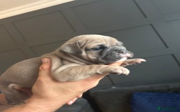 Mixed Breed dogs for sale: Bulldog puppy’s  - Image 7