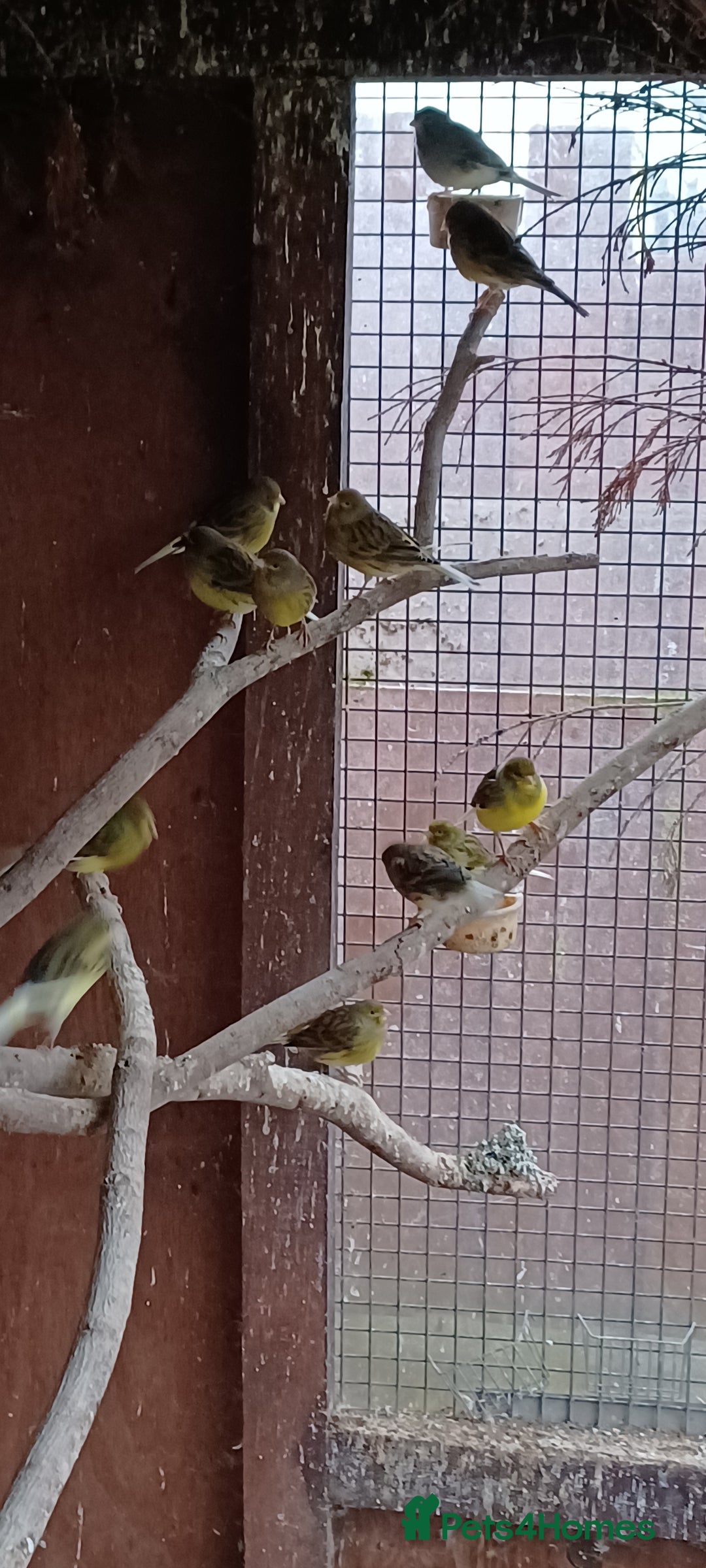 Canaries birds for sale: Mixed canaries  - Advert 6