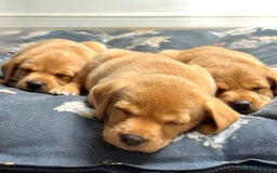 Labrador Retriever dogs for sale: Beautiful KC Registered Fox Red Labrador Puppies - Image 1