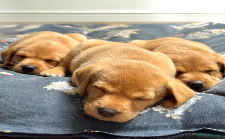 Labrador Retriever dogs - Advert 3