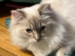 Ragdoll cats Blue Tortie Lynx kittens pure ragdolls - Advert 3