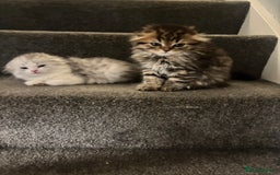 Scottish Fold cats for sale: RARE Triple folded ear Scottish fold kittens  - Image 13