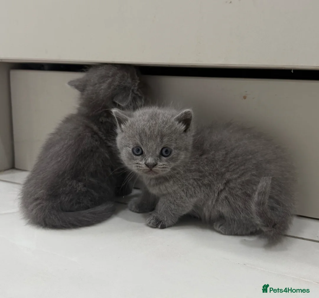 British Shorthair cats for sale: PURE British shorthair grey blue eyes kittens in Bradford - Advert 2