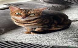 Bengal cats for sale: GCCF registered Bengal Kittens - Image 3