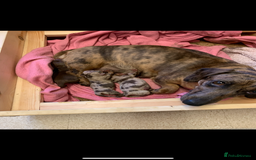 Miniature Dachshund dogs for sale: Chocolate Isabelle dapple miniature dachshund - Image 14
