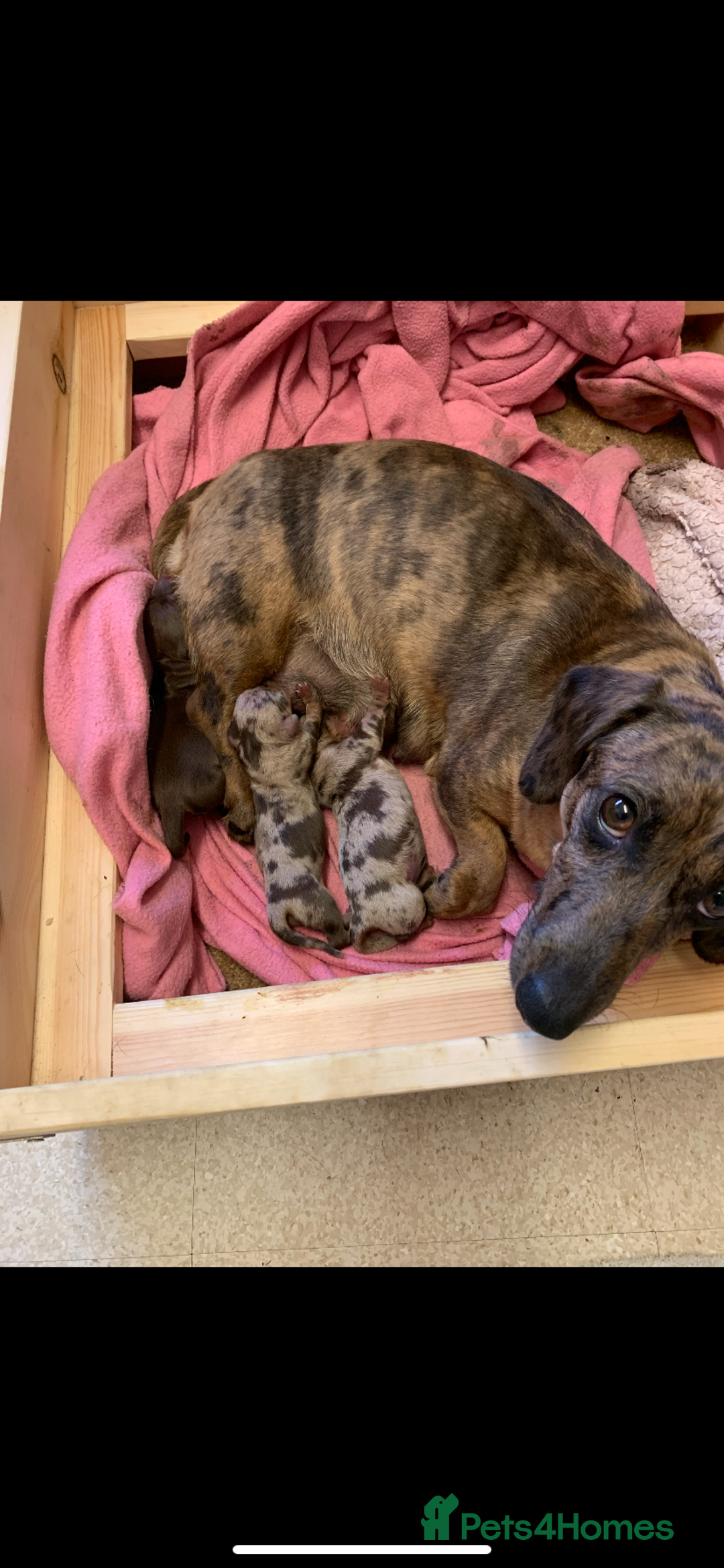 Miniature Dachshund dogs for sale: Chocolate Isabelle dapple miniature dachshund - Image 14