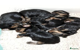 Yorkshire Terrier dogs for sale: Pedigree Yorkshire terrier puppy's  - Advert 6