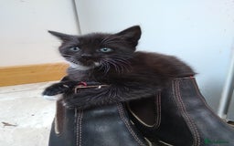 Mixed Breed cats for sale: 1 grey girl left, very lively and lots of fun in Welshpool - Image 3