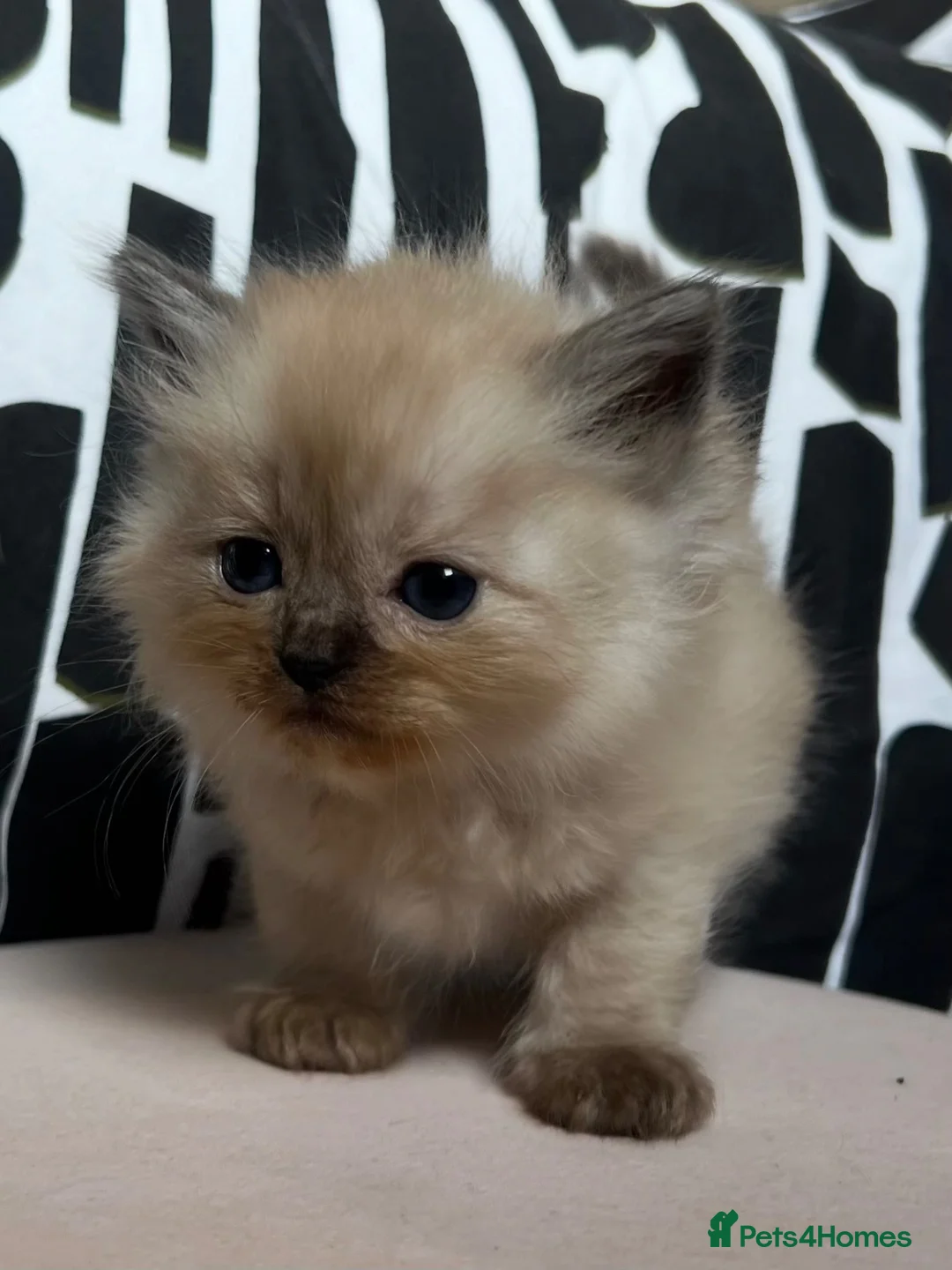Ragdoll cats for sale: Tica Pedigree cherubim kittens - Advert 5