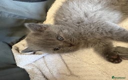 British Shorthair cats for sale: British Shorthair kittens  - Image 1