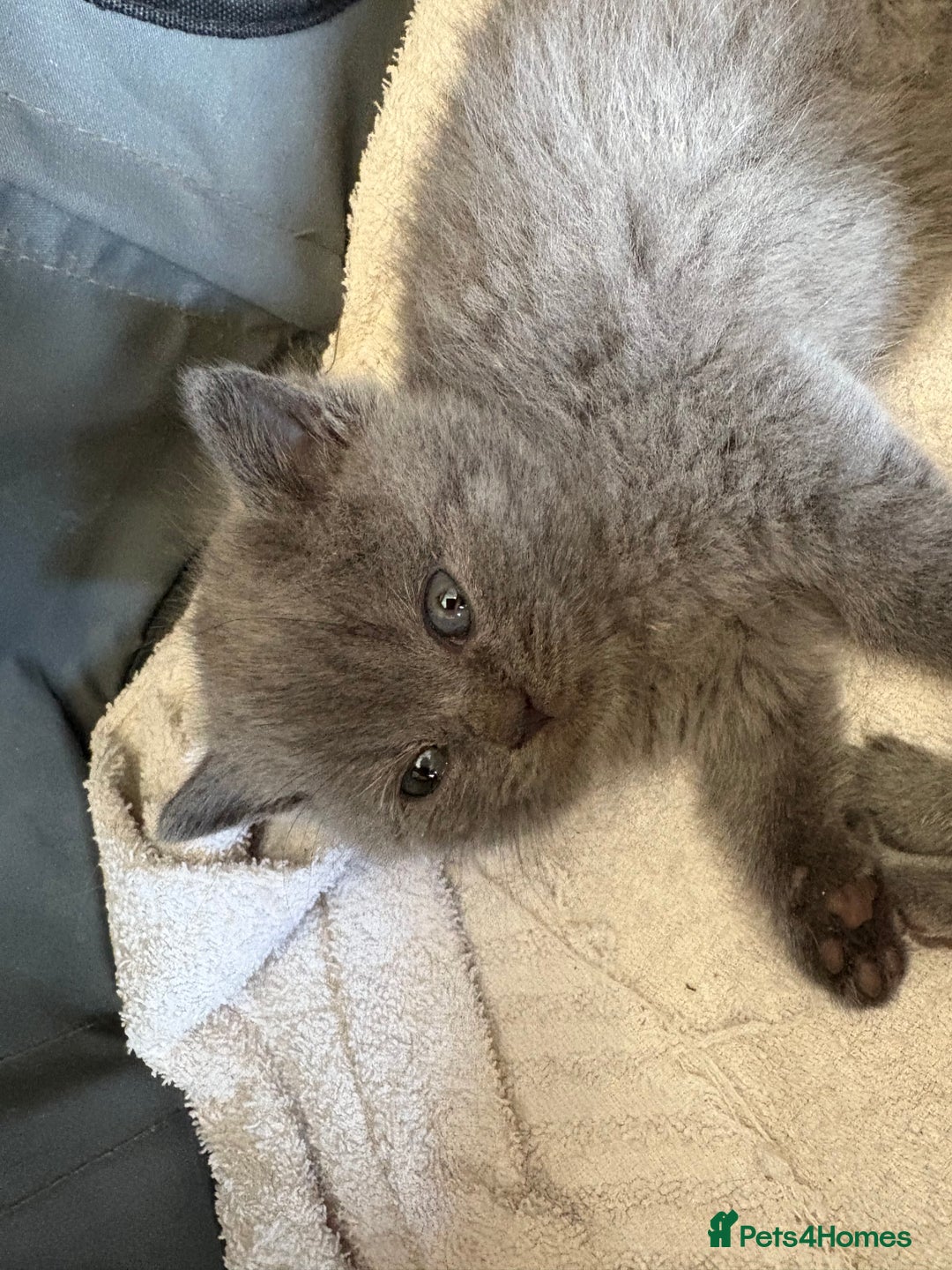 British Shorthair cats for sale: British Shorthair kittens  - Image 1