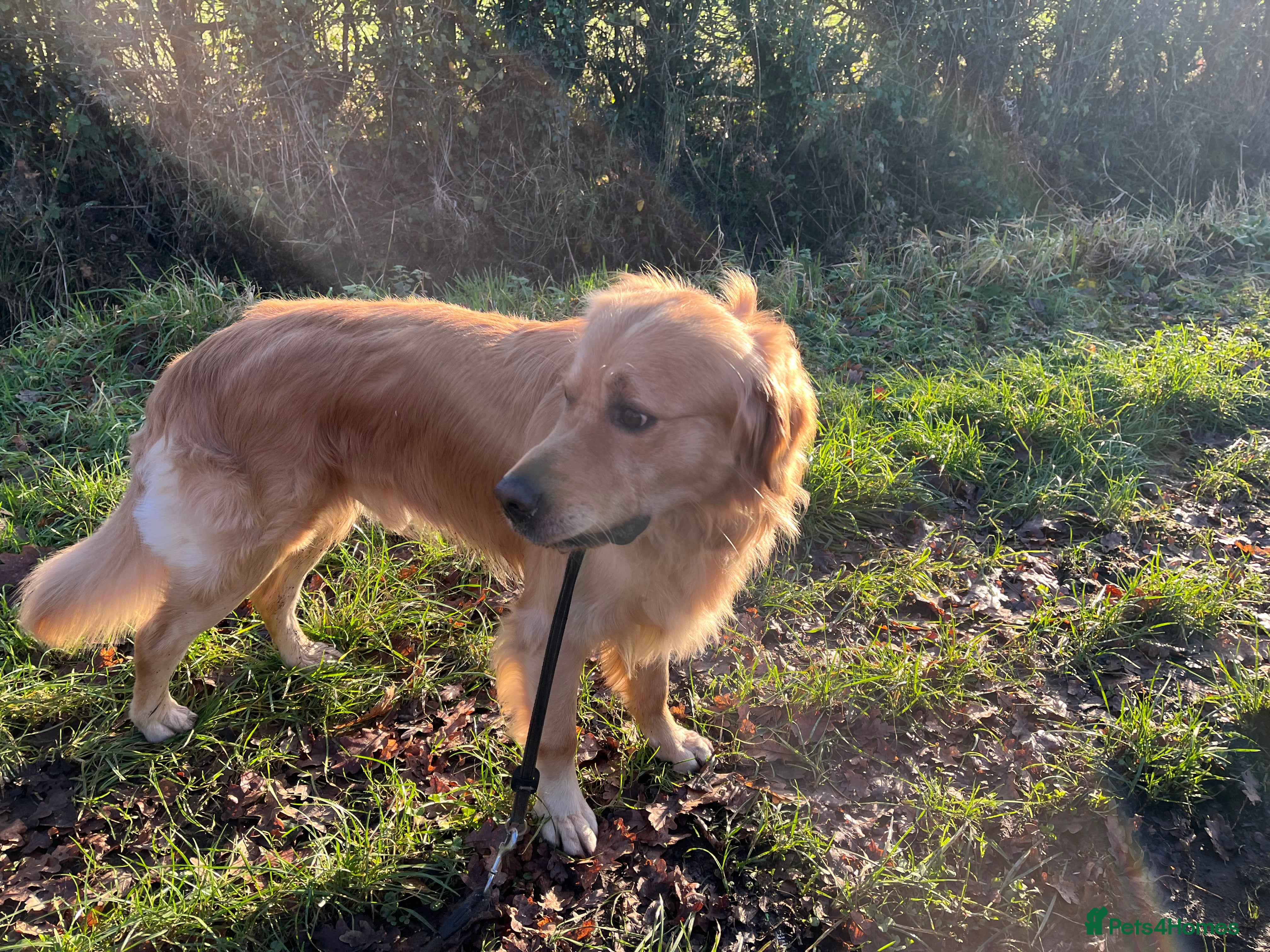 Golden Retriever dogs MAC DREAMER - Advert 5