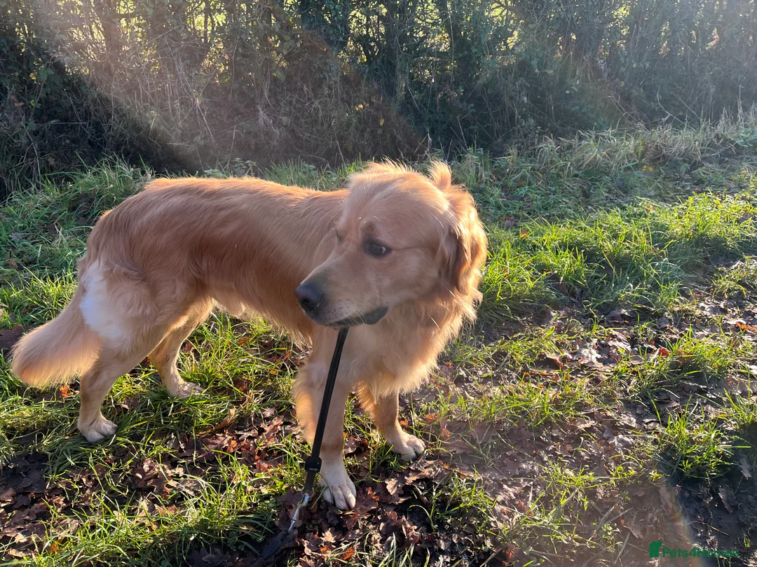 Golden Retriever dogs for stud: MAC DREAMER - Advert 1