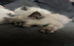 Ragdoll cats for sale: Ragdoll Kittens Ready Now🐾💕 - Image 7