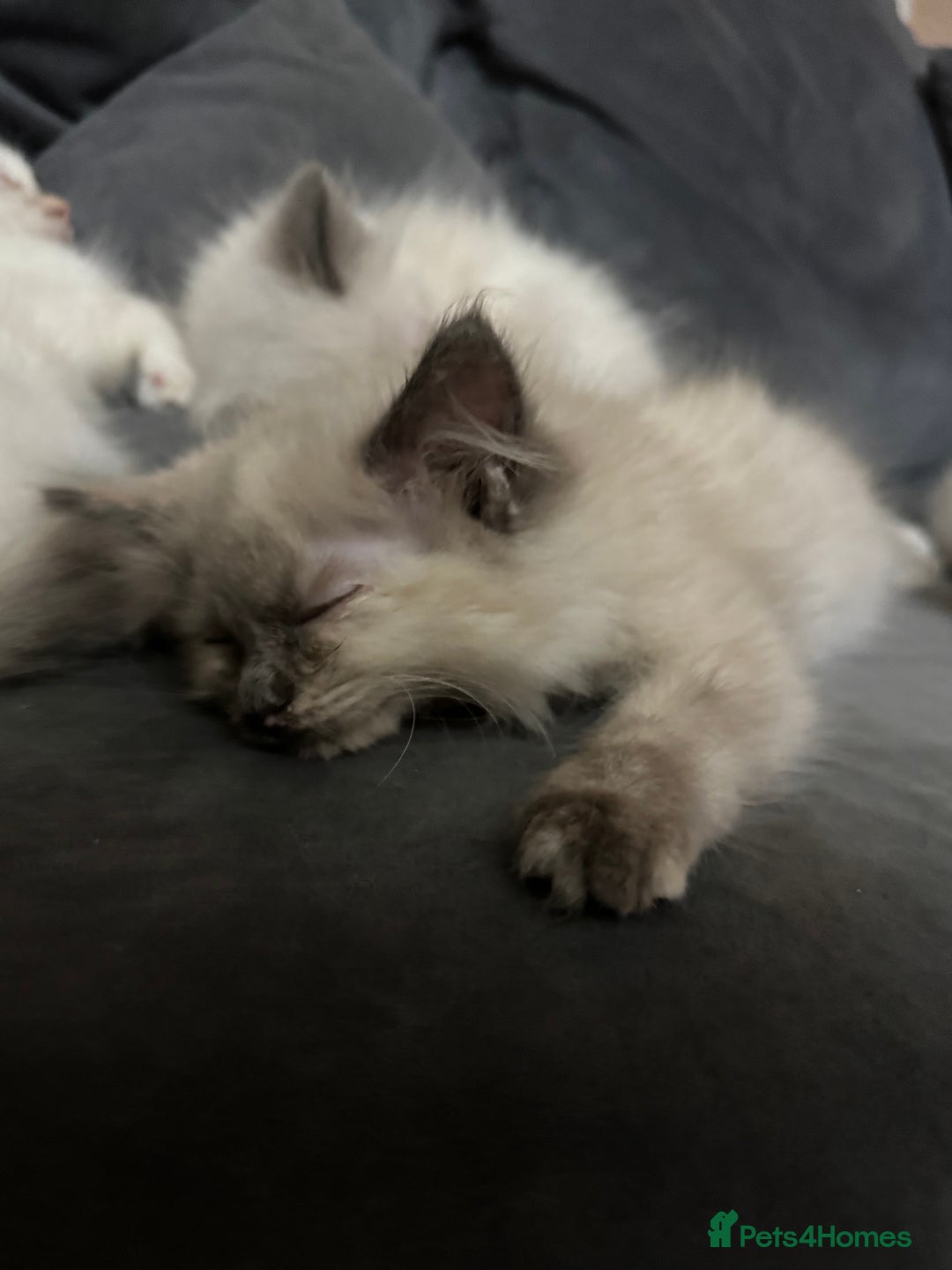 Ragdoll cats for sale: Ragdoll Kittens Ready Now🐾💕 - Image 7