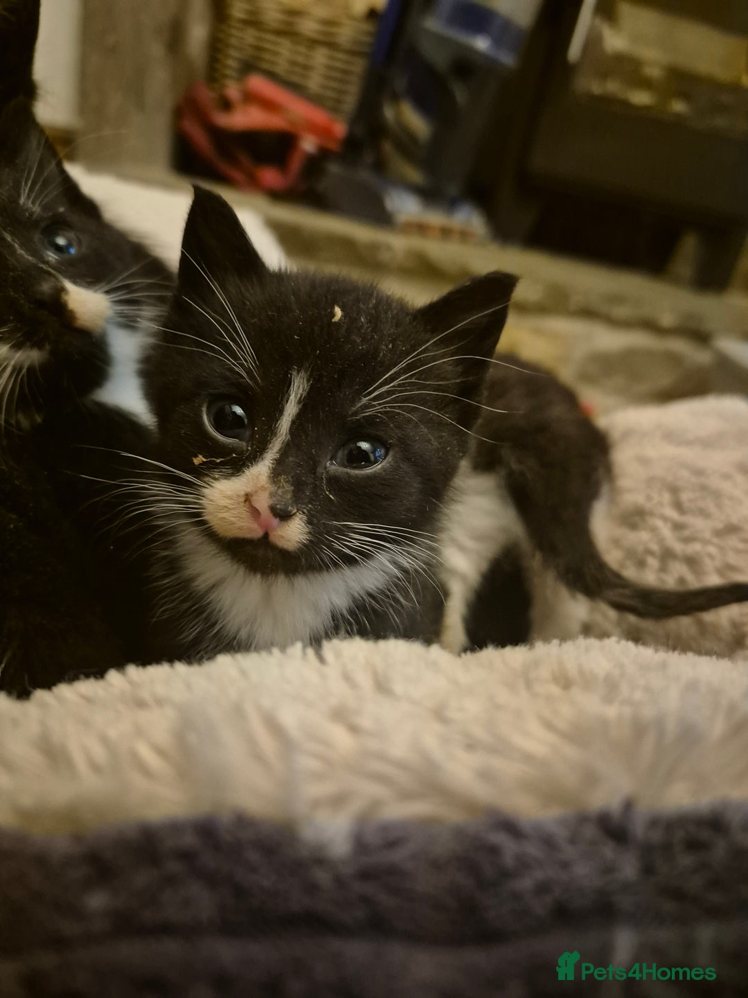 Mixed Breed cats for sale: Beautiful Kittens looking for forever homes  - Image 5