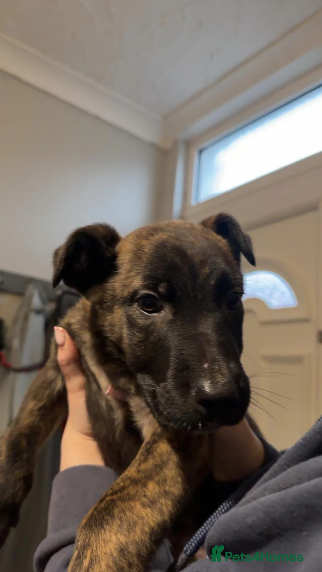 Mixed Breed dogs for sale: Belgian shepherd  ** tiff puppies ONLY 1 LEFT  - Advert 2