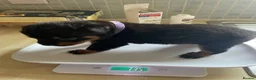 Rottweiler dogs for sale: German Rottweiler pupps  - Advert 3