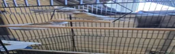 Canaries birds for sale: Beautiful canaries for sale - Advert 3