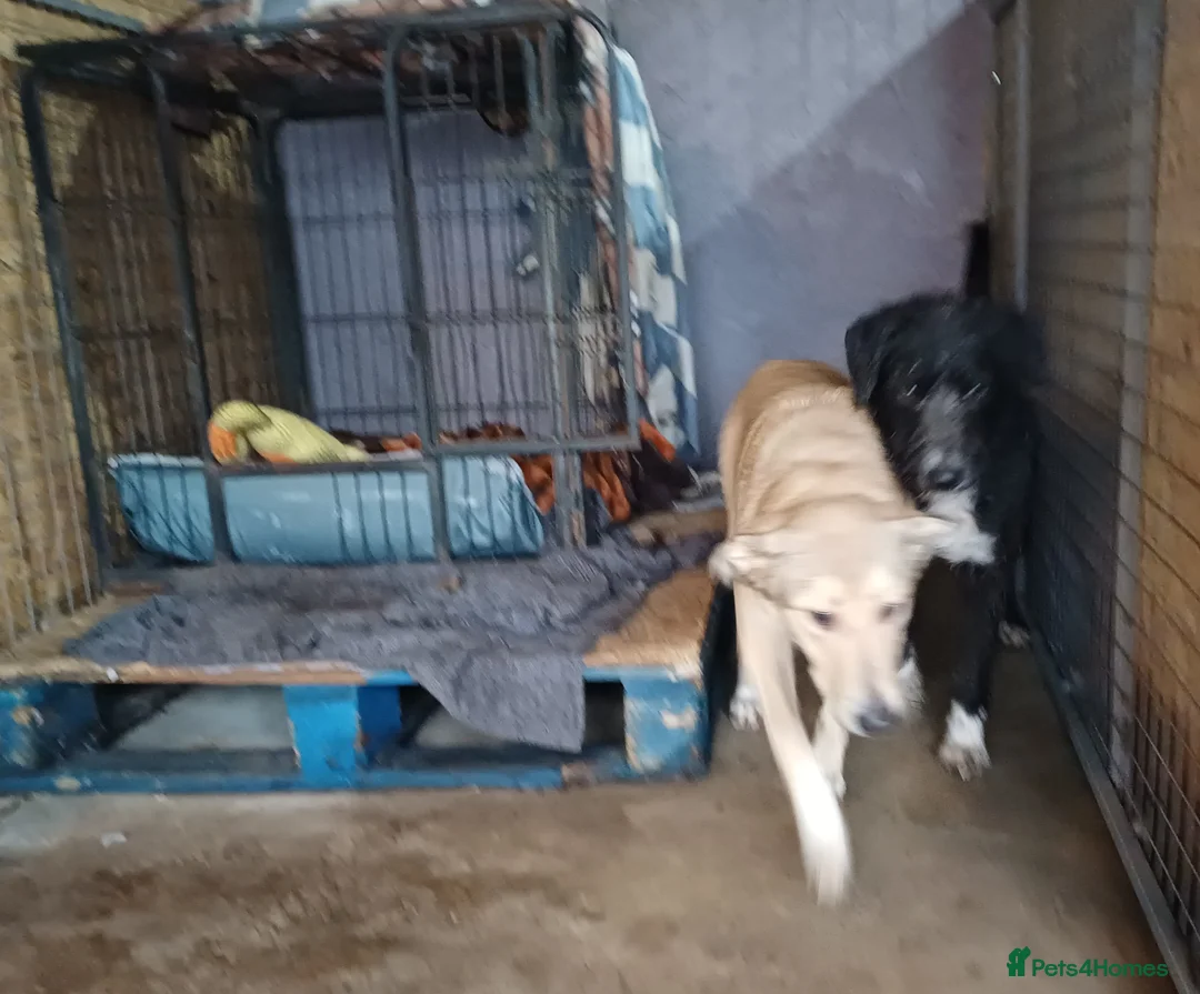 Mixed Breed dogs for adoption: 🐾 CANDY 🍯 A Gentle Soul Learning to Trust Again - Advert 5