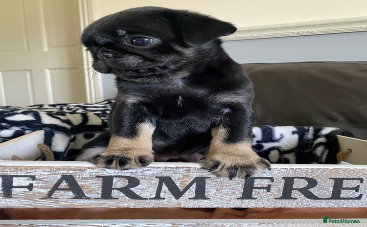 Pug dogs - Advert 3