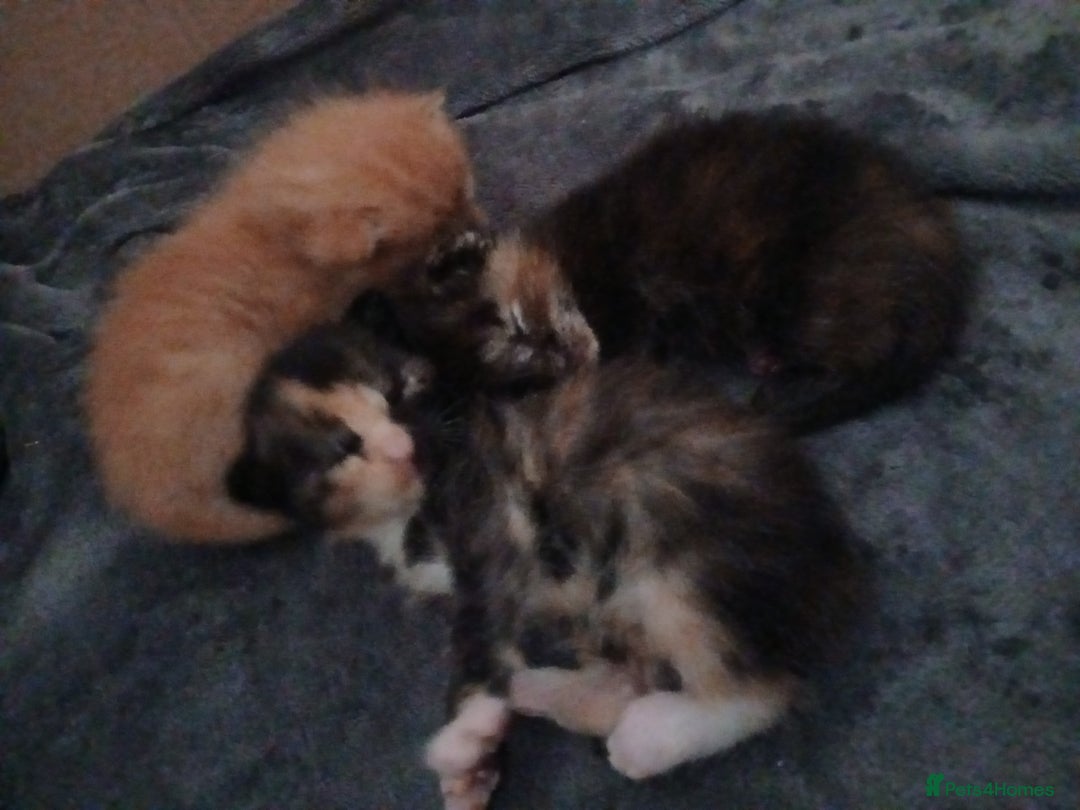 Mixed Breed cats for sale: Gorgeous Kittens - Image 6
