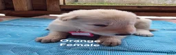 German Shepherd dogs for sale: Top blood line German Shpherd Puppies GSD KC REG in Stockport - Advert 10