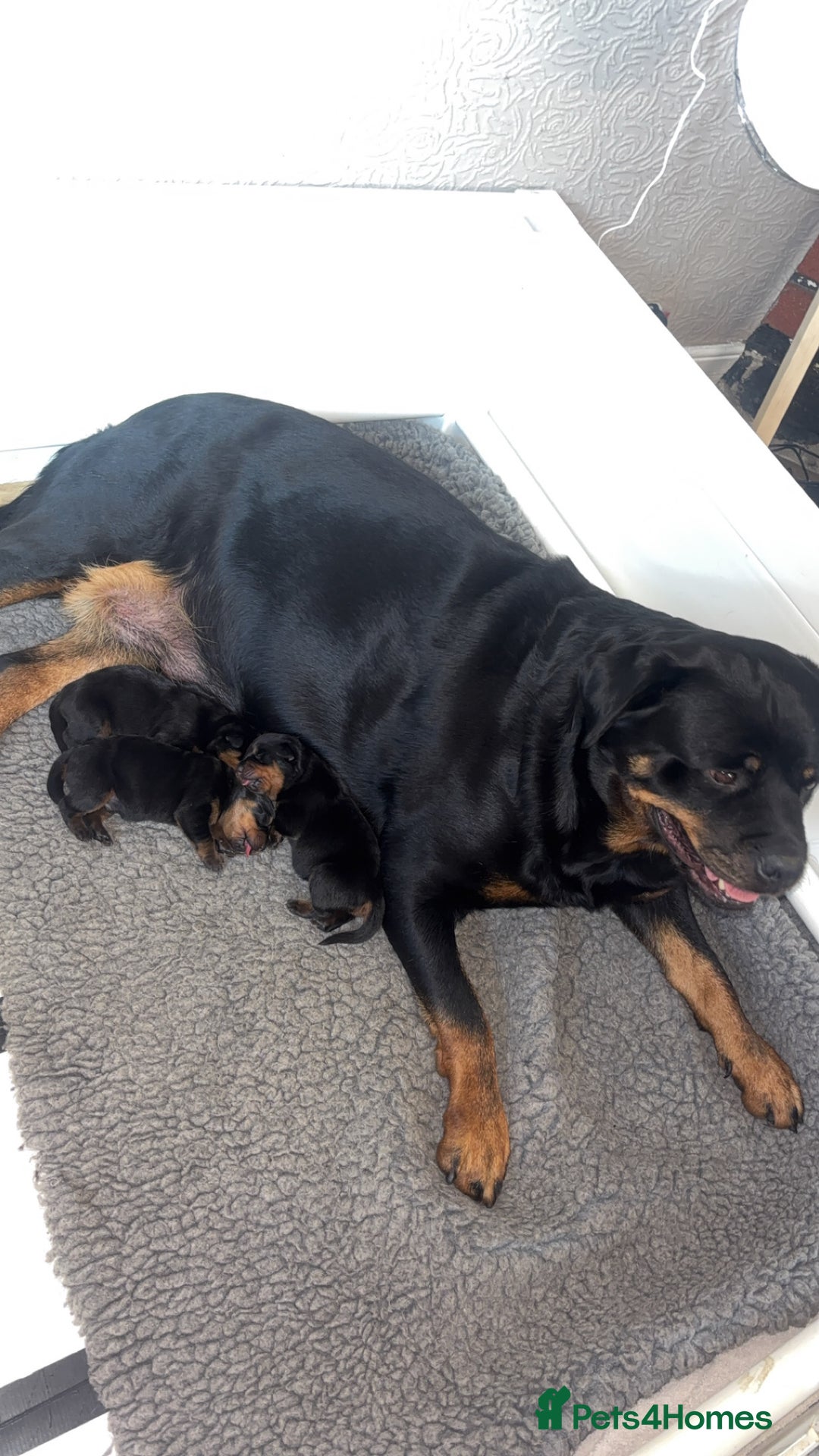 Rottweiler dogs for sale: Rottwieler pups kc registered - Advert 6