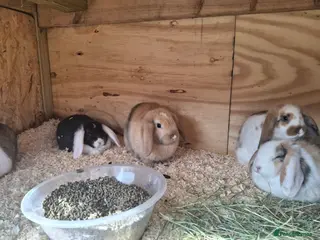 Mini Lop rabbits FREE STARTER PACK! Stunning baby mini lops - Advert 8