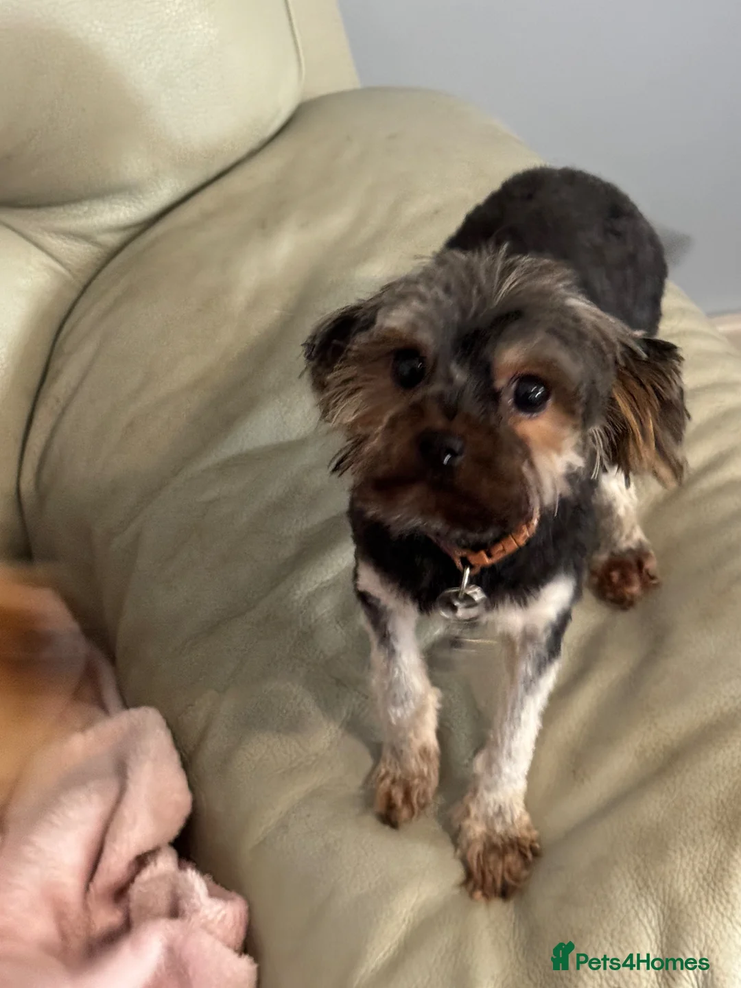 Yorkshire Terrier dogs for sale: 3 year old Yorkshire terrier in Kilmarnock - Advert 1