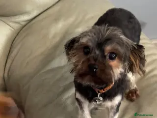 Yorkshire Terrier dogs 3 year old Yorkshire terrier - Advert 1
