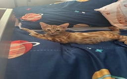 British Shorthair cats for sale: ⭐️TWO gorgeous males kittens ⭐️  - Image 4