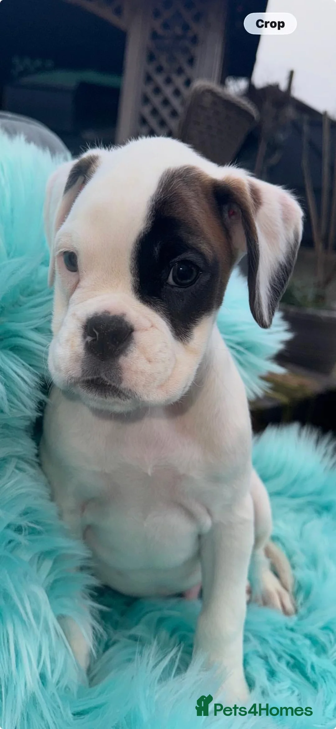 Boxer dogs for sale: Kc registered boxers - Advert 2