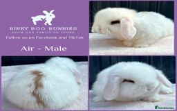 Mini Lop rabbits for sale: Mini Lop Babies - 5 weeks old - Reserve Now - Image 2